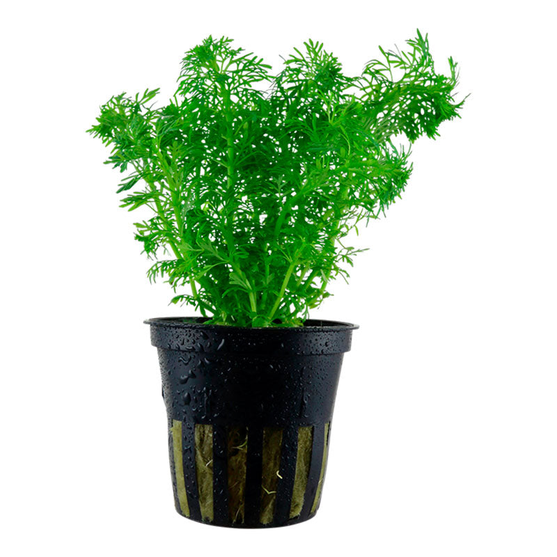 Limnophila sessiliflora Nr.6 ca. 15-40 cm - Maxi Zoo Danmark
