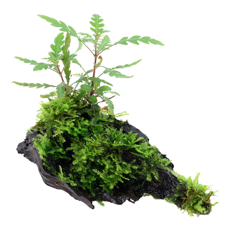 Hygrophila pinnatifida and moss Nr.10 på rod - Maxi Zoo Danmark
