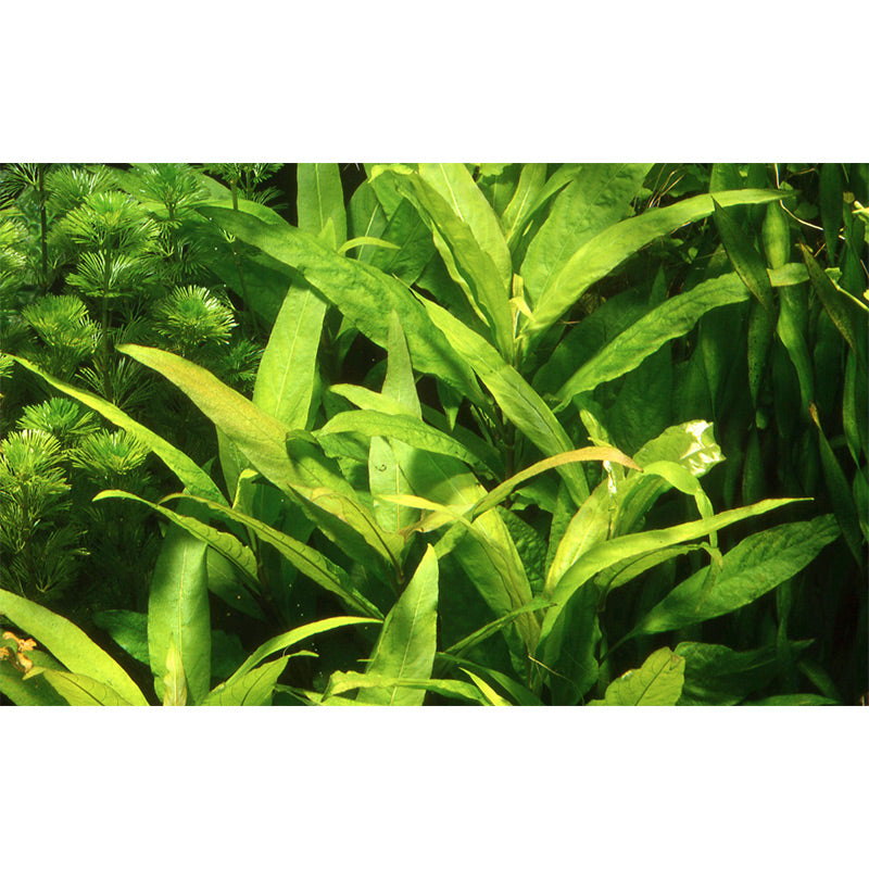 Hygrophila corymbosa 'Siamensis' Nr.10 ca. 15-40 cm XL potte - Maxi Zoo Danmark