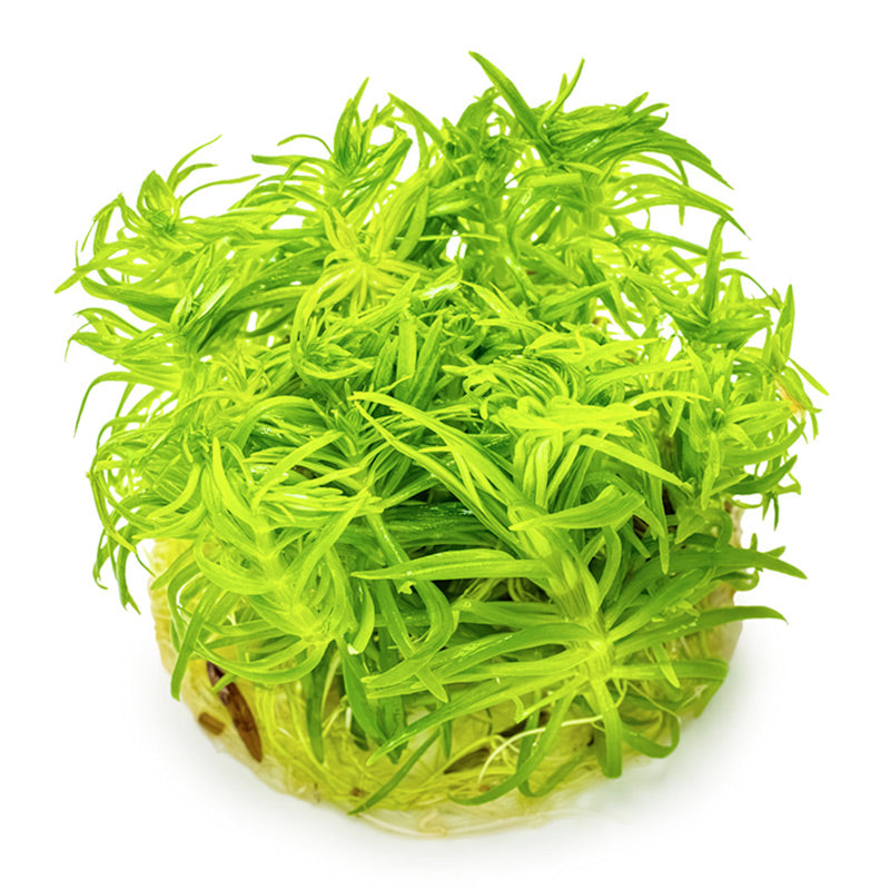 Pogostemon deccanensis Nr.8 1-2-Grow! - Maxi Zoo Danmark