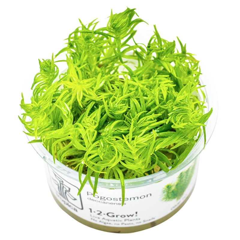 Pogostemon deccanensis Nr.8 1-2-Grow! - Maxi Zoo Danmark