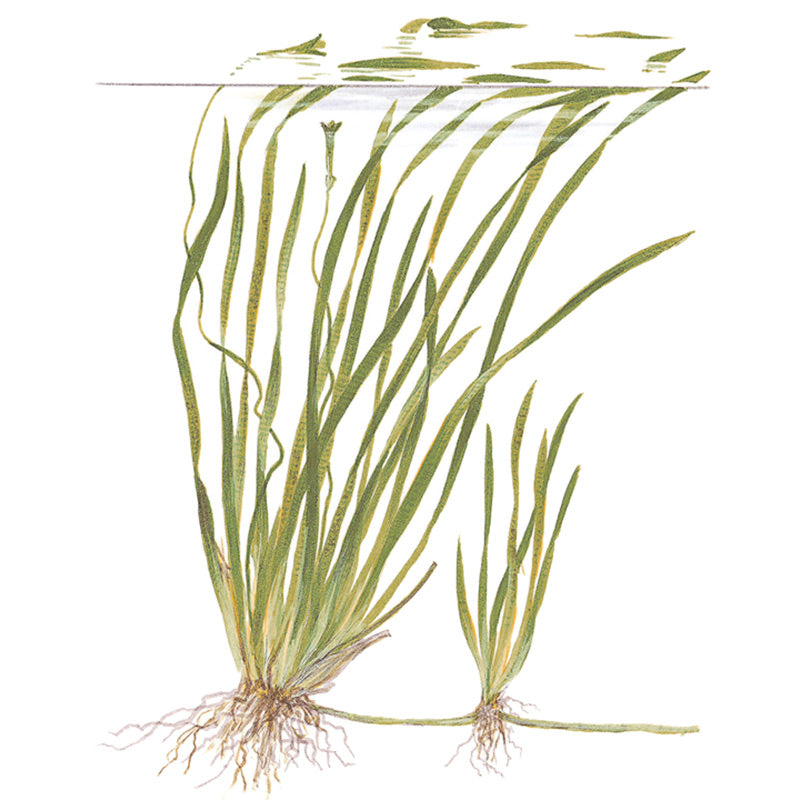 Vallisneria spiralis "Tiger" Nr.7 ca. 30-55 cm - Maxi Zoo Danmark