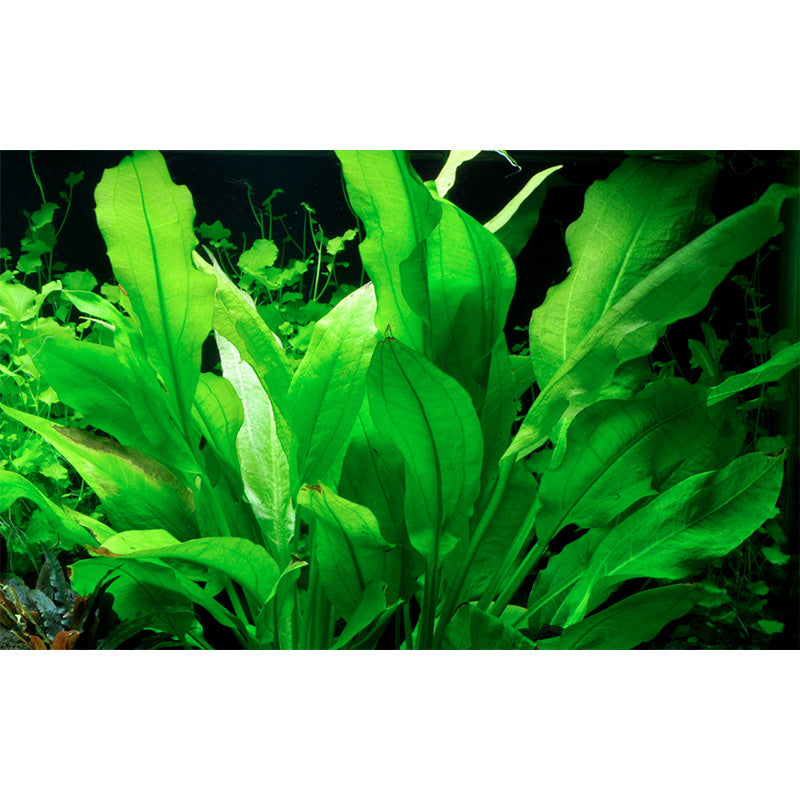Echinodorus Grisebachii 'Bleheri' Nr.6 potte - Maxi Zoo Danmark