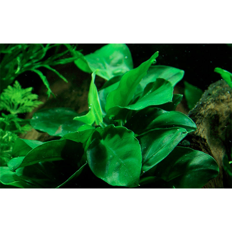 Anubias barteri var. Nana Nr.11 ca. 20-25 cm på rod - Maxi Zoo Danmark