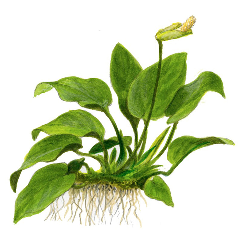 Anubias barteri sp. Nr.13 ca. 20-45 cm på rod XL - Maxi Zoo Danmark