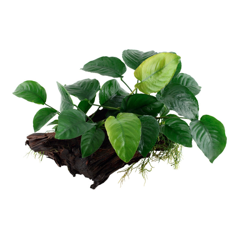 Anubias barteri sp. Nr.13 ca. 20-45 cm på rod XL - Maxi Zoo Danmark