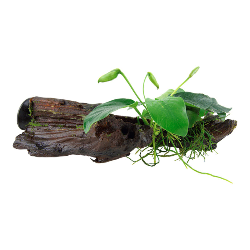 Anubias barteri var. Nana Nr.12 på rod m/sugekop - Maxi Zoo Danmark