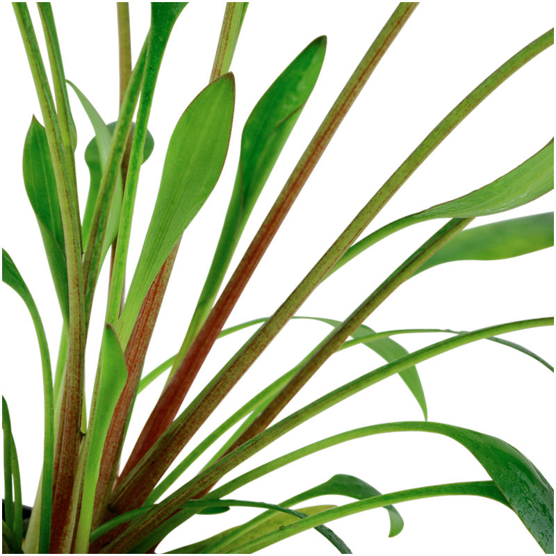 Cryptocoryne x willisii Nr.7 ca. 7-20 cm - Maxi Zoo Danmark