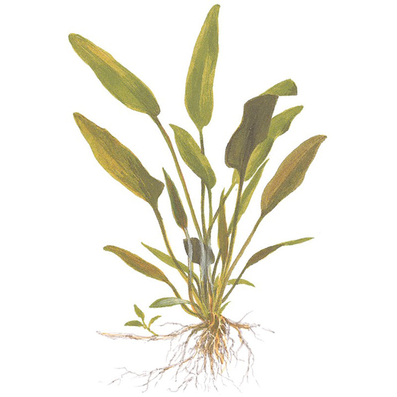 Cryptocoryne x willisii Nr.7 ca. 7-20 cm - Maxi Zoo Danmark