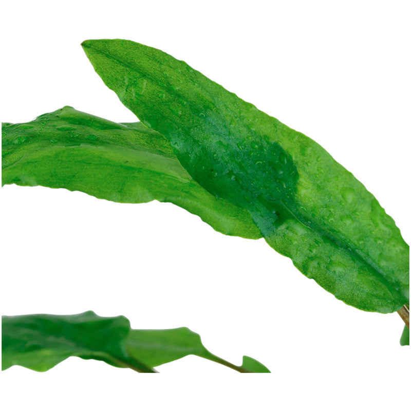Cryptocoryne wendtii 'Green' Nr.7 ca. 5-10 cm potte - Maxi Zoo Danmark