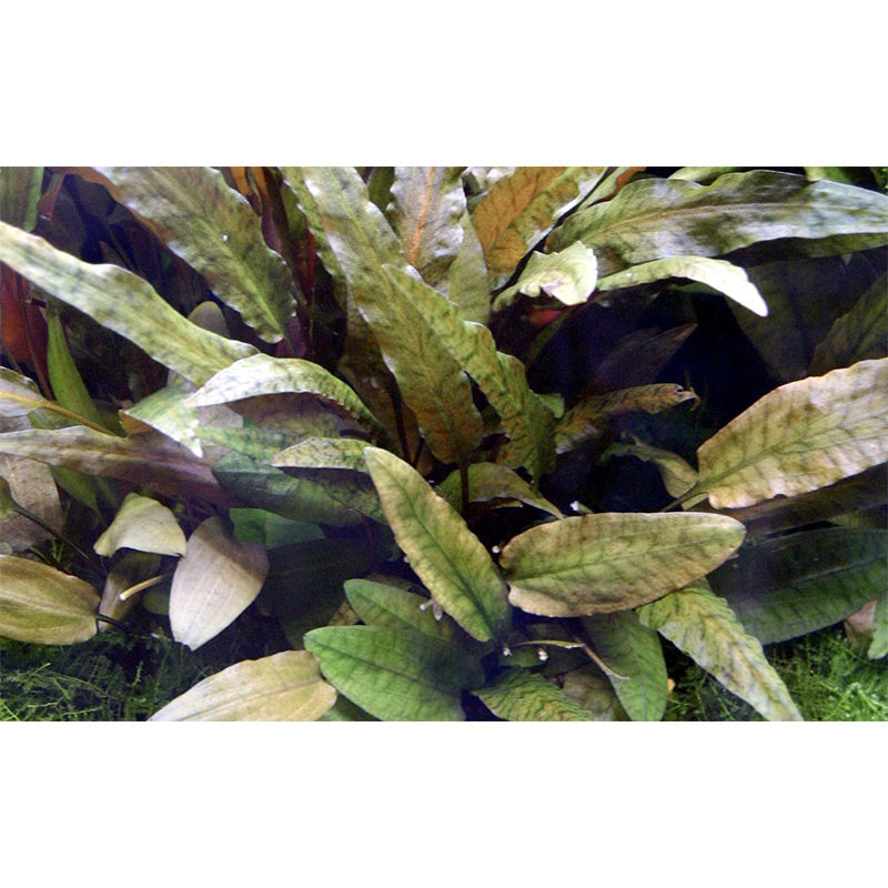 Cryptocoryne wendtii 'Tropica' Nr.11 ca. 10-15 cm XL potte - Maxi Zoo Danmark