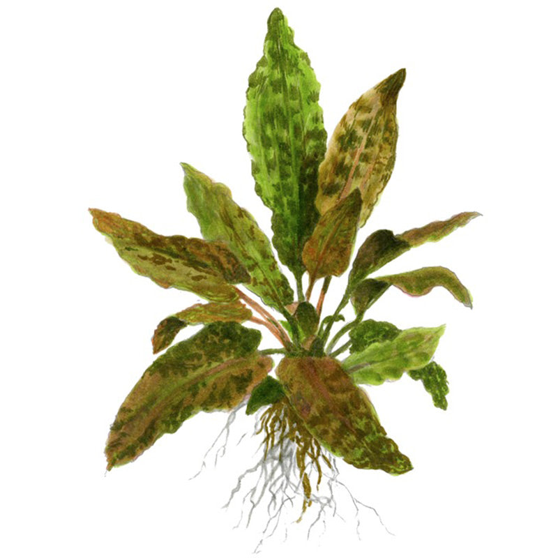Cryptocoryne wendtii 'Tropica' Nr.11 ca. 10-15 cm XL potte - Maxi Zoo Danmark