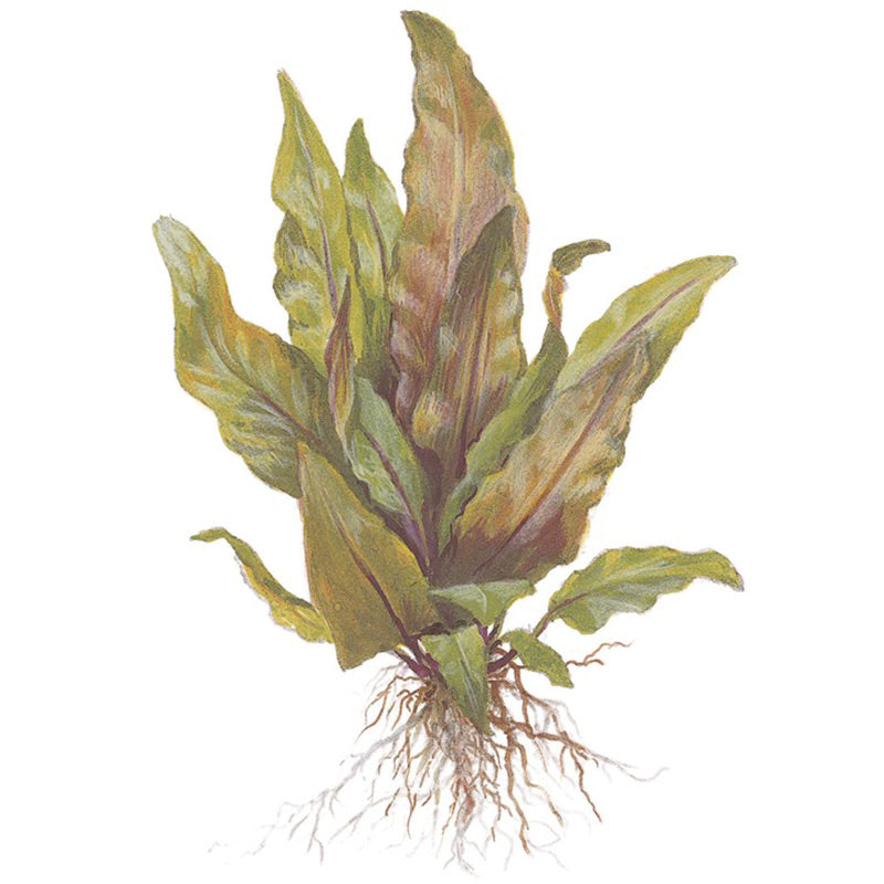 Cryptocoryne undulata 'Broad Leaf' Nr.7 ca. 15-25 cm - Maxi Zoo Danmark