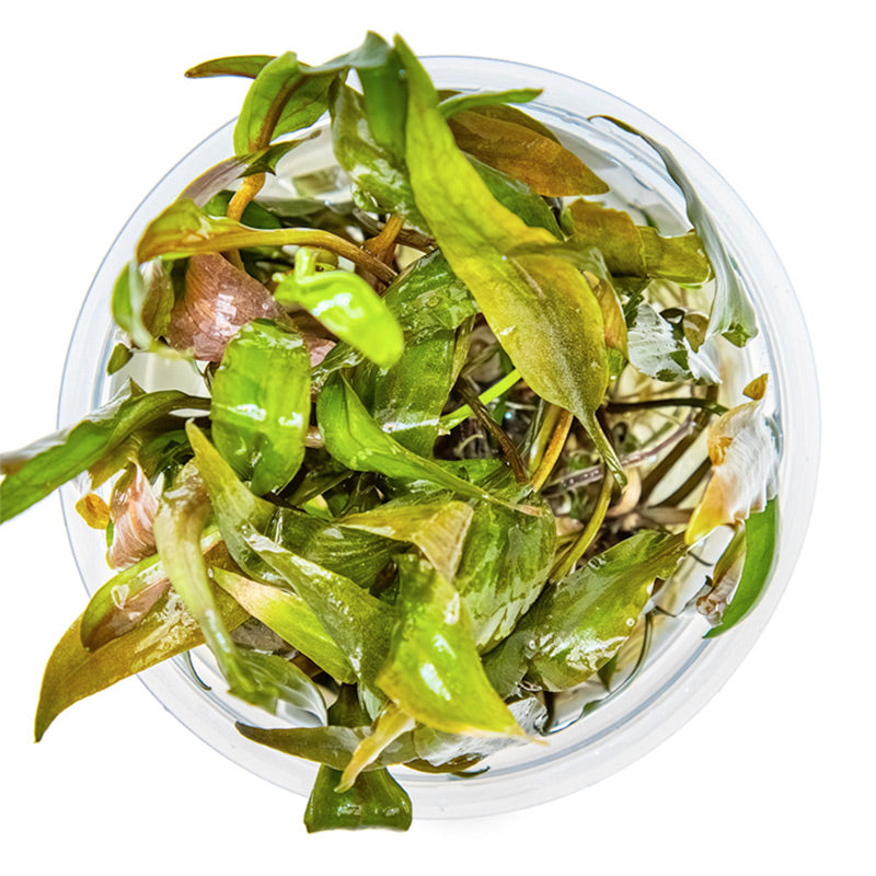 Cryptocoryne undulata 'Broad Leaf' Nr.8 1-2-Grow! ca. 15-30 cm - Maxi Zoo Danmark