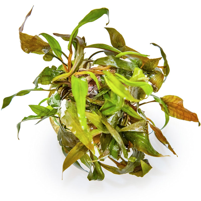 Cryptocoryne undulata 'Broad Leaf' Nr.8 1-2-Grow! ca. 15-30 cm - Maxi Zoo Danmark