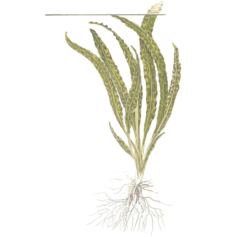 Cryptocoryne crispatula Nr.8 1-2-Grow! ca. 20-60 cm - Maxi Zoo Danmark