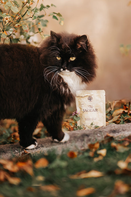 ESSENTIAL pate til kat