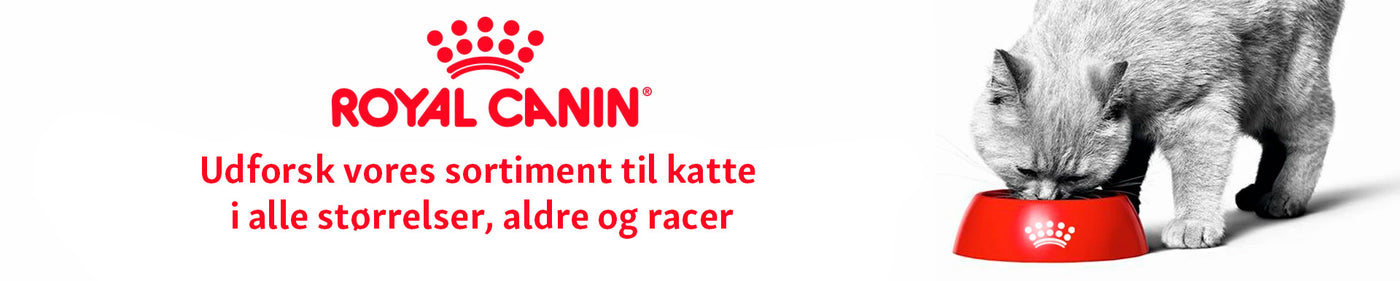Royal Canin kattefoder i Maxi Zoo
