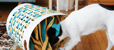 Sjov aktivering til din hund: Lav din egen snusekurv