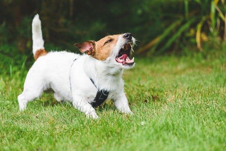 Min hund gør meget voldsomt