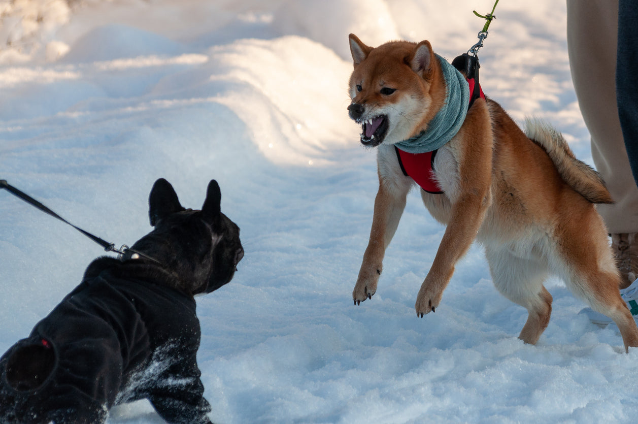Hunden reagerer voldsomt overfor andre hunde