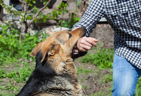 Min hund bider mig, hvis jeg irettesætter den