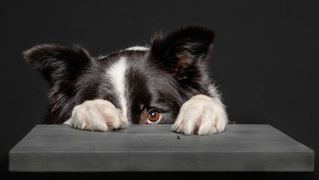 Min hund er begyndt at blive bange for tilfældige ting