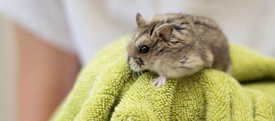 Dværghamster bliver plejet – nærbillede af lille hamster i hænderne