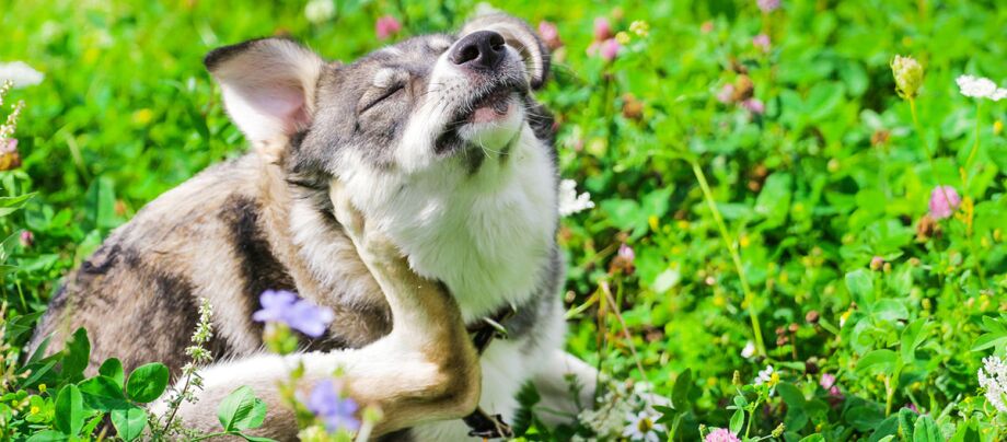 Sådan opdager og behandler du hundeallergier