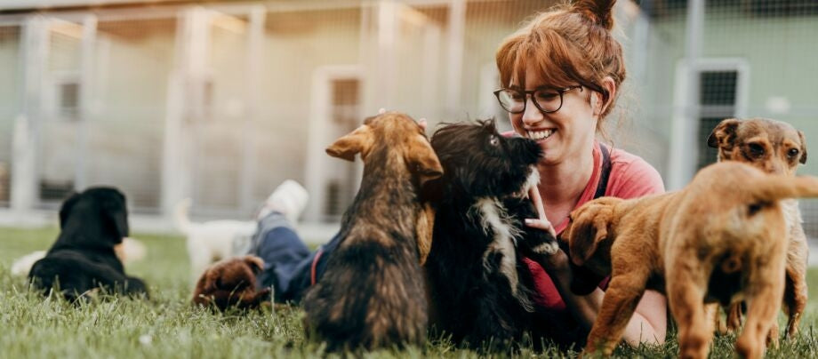 Hund der passes af hundesitter under ejerens ferie – Maxi Zoo