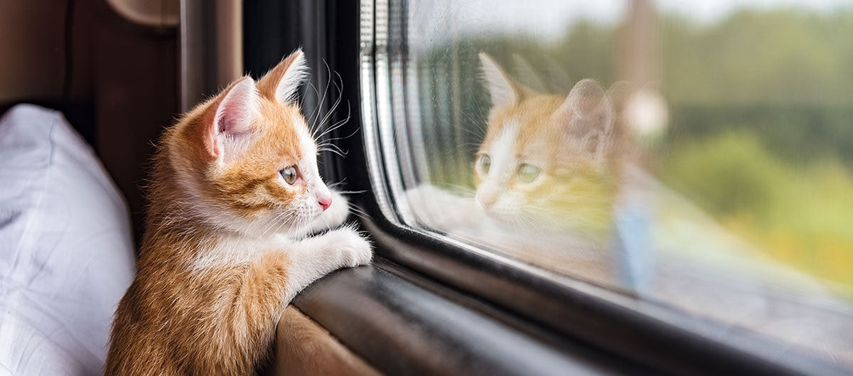 Tør du lade katten være alene hjemme? - med disse tips er det muligt