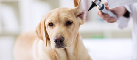 Ørepleje hos hunden: Sådan vasker du din hunds ører korrekt