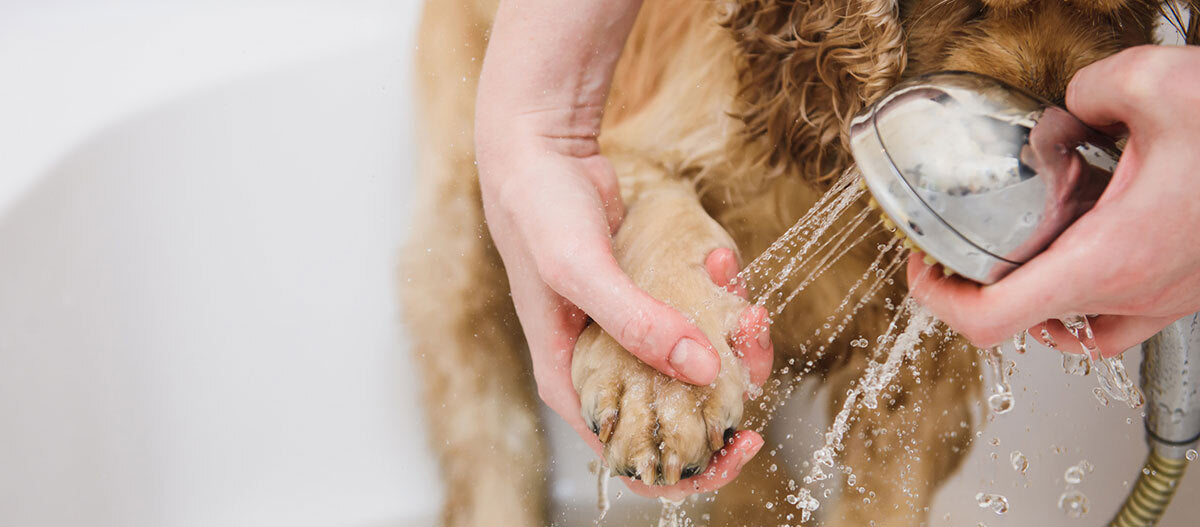 Slut med at slikke poter: Tips til potepleje hos hunden