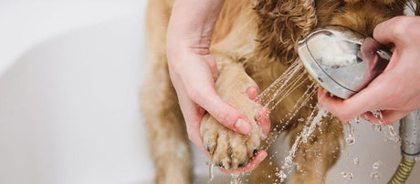 Slut med at slikke poter: Tips til potepleje hos hunden