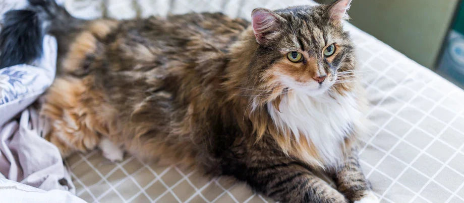 Maine Coon katterace