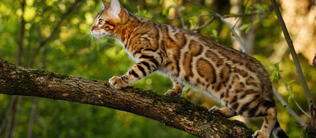 Bengal-kat med plettet leopardlignende pels går på en gren i skoven