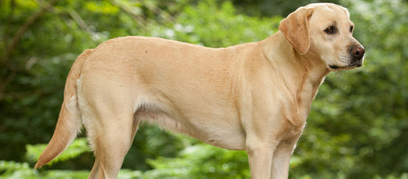 Brun labrador retriever ligger i græsset