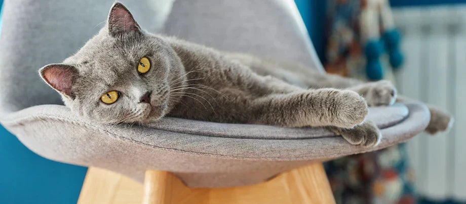 British Shorthair katterace