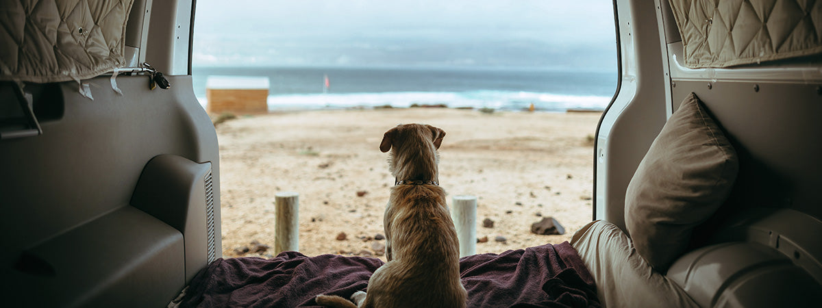 Hund i bil på sommerferie – guide til sikker bilferie med hund