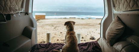 Hund i bil på sommerferie – guide til sikker bilferie med hund