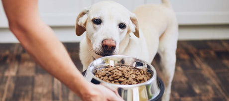 Fodervejledning til hund - det skal du vide