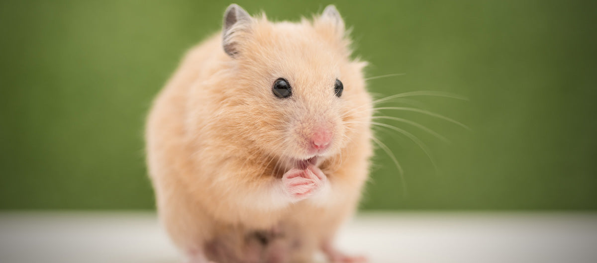 Guldhamster sidder i sit bur og kigger nysgerrigt frem – pasningsvejledning fra Maxi Zoo