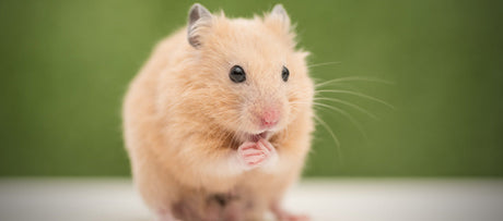 Guldhamster sidder i sit bur og kigger nysgerrigt frem – pasningsvejledning fra Maxi Zoo
