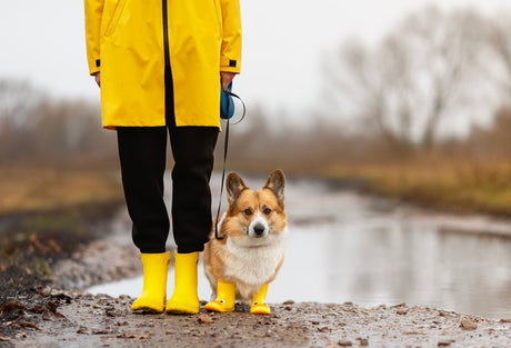Gåtur med hund i regnvejr