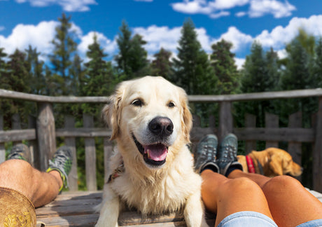 Hund i sommervarmen - Maxi Zoo 