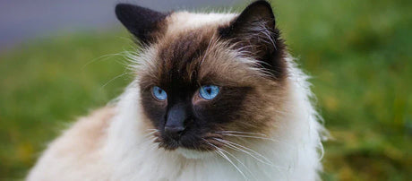 Ragdoll-kat med blå øjne og karakteristisk colourpoint-pels