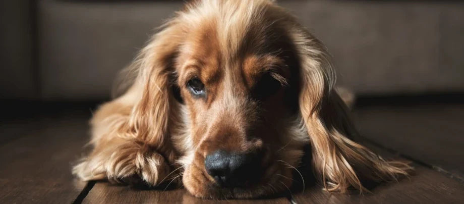 Engelsk cocker spaniel ligger afslappet på gulvet