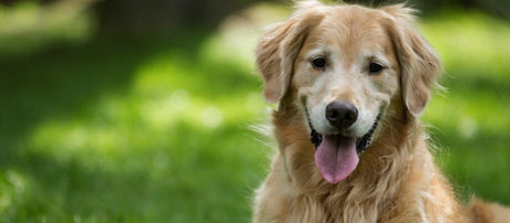 Golden Retriever sidder i en blomstrende eng