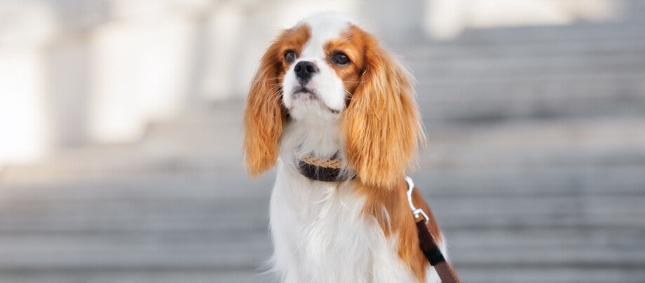 Cavalier King Charles Spaniel sidder med line på