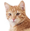 Veterinærfoder til kat